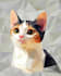 draw custom pet portrait with a low poly art style