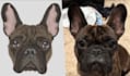 digitize your pet in one an hour