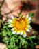 professionally edit street and nature photography using lightroom or snapseed