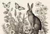 draw animal and botanical illustrations
