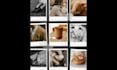blend images , photo manipulations and compositions