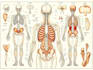 design medical and scientific illustration