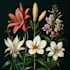 draw botanical and flower beautifully