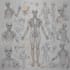 professional medical illustrations, drawings, and exercises