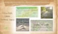design social media graphics and brand identity for small businesses