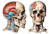 draw digital coloured anatomy and medical illustrations