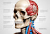 make highly customised medical and anatomy illustrations