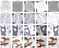 develop image processing, signal processing and CV project