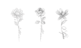 draw fineline botanical delicate flowers