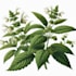 make botanical vector illustration of plant