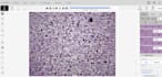 do image annotation, polygon and bb, gis images, data labeling and transcription