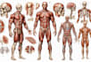 draw exercise, medical and anatomy illustrations