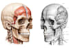professional medical illustrations, drawings, exercises