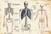 draw exercise, medical and anatomy illustrations