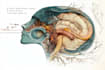 make animal and human scientific illustrations