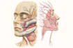 draw anatomical, medical and scientific illustrations