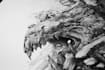 draw black and white illustrations