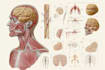 draw anatomical, medical and scientific illustrations