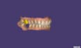 do dental design using exocad software based on your scans