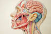 draw digital coloured anatomy and medical illustrations