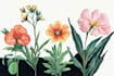 draw botanical illustration art for you