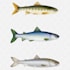 make professional veterinary medical illustrations