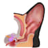 make professional veterinary medical illustrations