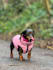 create engaging dog ugc video ads for tiktok and reels