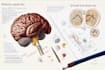 do academic illustrations scientific figures medical illustration