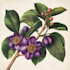 create botanical illustration art for you