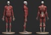 design human anatomy structure 3d body part, realistic organ,print bone, muscles