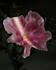 create stunning 3d plant and flower animation for product or explainer videos