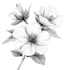 draw botanical and flower one line art