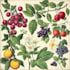 draw fineline botanical delicate flowers