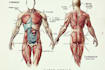 draw exercise, medical and anatomy illustrations