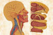 draw anatomical, medical and scientific illustrations