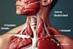 draw exercise, medical and anatomy illustrations