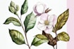paint watercolour botanical illustrations