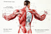 draw exercise, medical and anatomy illustrations