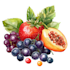 draw realistic plants, vegetables, fruits