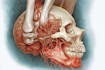 create 2d medical anatomy illustrations and animations