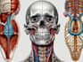 make highly customised medical and anatomy illustrations
