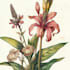create a botanical llustration