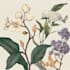 draw high quality animal, insect, and botanical art