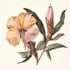 draw a botanical line art illustration