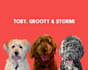 draw your pet into a vector illustration