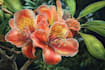 do a botanical illustration flowers and botanical plants