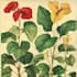 do watercolour botanical illustrations