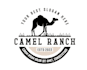 design unique camel logo with unlimited revision