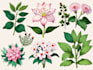 do botanical illustration with scientific focus
